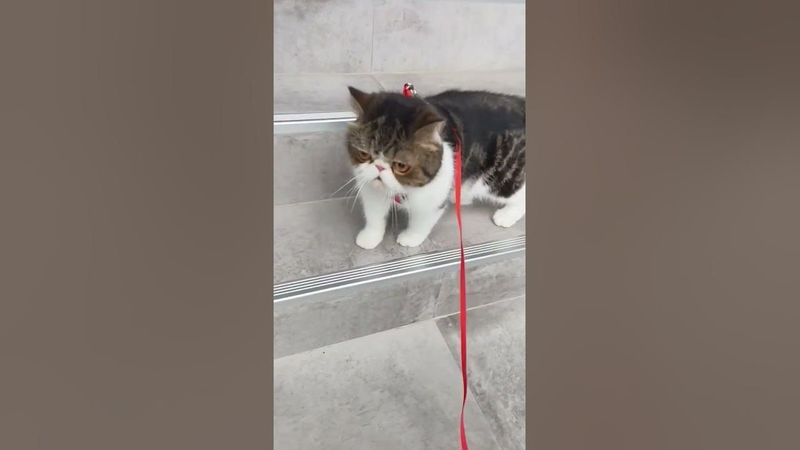 พี่หมีสำรวจ พูลวิลล่า Villa Rocka Pran ตอนเช้า ที่พักสัตว์เลี้ยงพักได้ #catlover #cat #cutecat